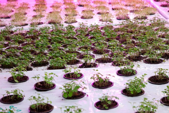 Aquaponics Bed at The Plant, Chicago