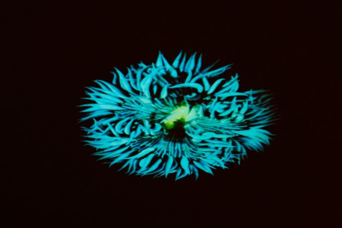 Coral Morphologic, Design Miami 2014