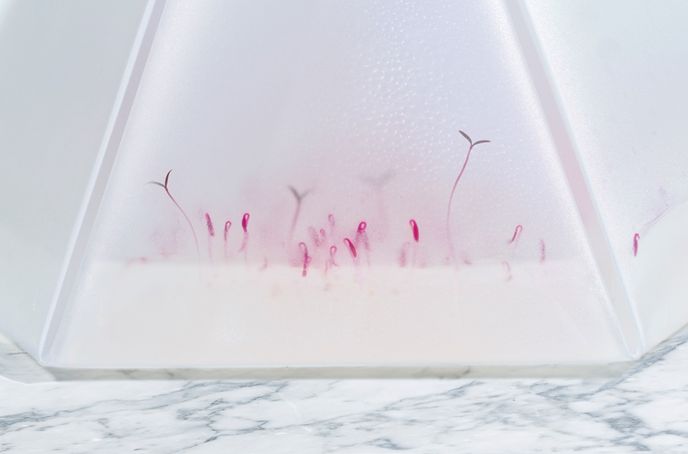 Microgarden Growing Kit by Tomorrowmachine