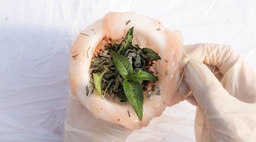 Engineering biological packaging and addressing indoor pollution