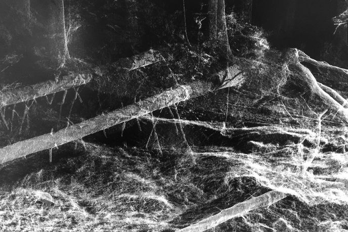In the Eyes of the Animal by Marshmallow Laser Feast commissioned for Abandon Normal Devices and Forest Art Works, UK. Photography by Luca Marziale 