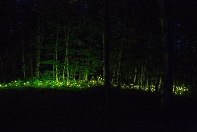 Forest Lumina by Moment Factory, Quebec