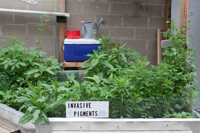 Invasive Pigments by Ellie Irons
