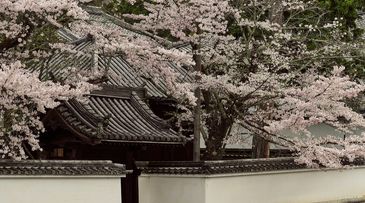 Japan cancels cherry blossom festival amid overtourism pressures