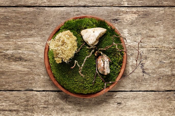 Fried Finnish reindeer moss with pulverized cep mushrooms at NOMA, Copenhagen. Photography by Mikkel Heriba