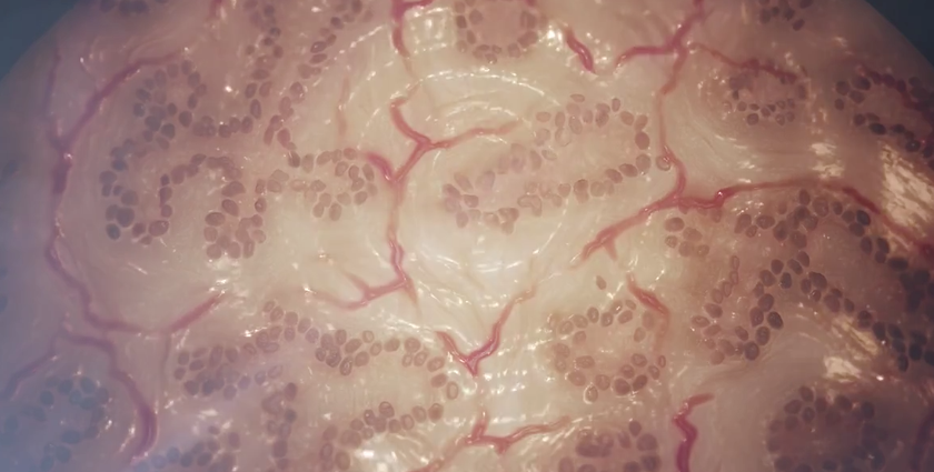 In-vitro beauty