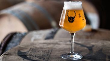 A beer containing fermented wasp yeast