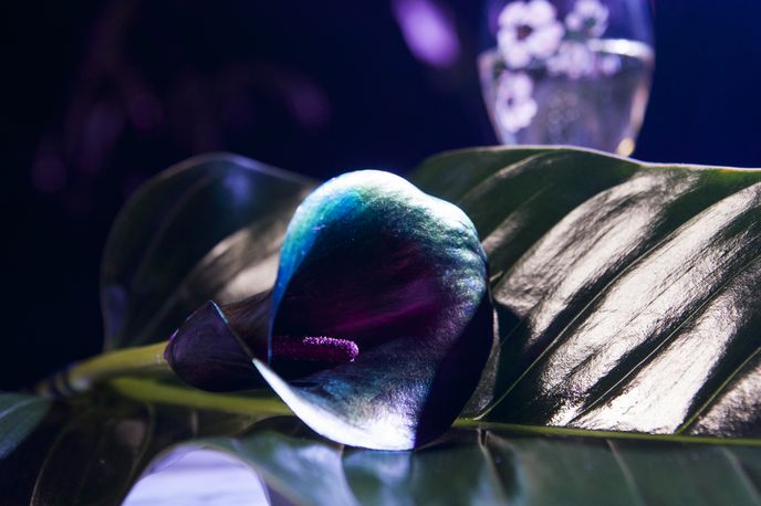 Fleurs des Rêves by Perrier-Jouët and Bompass & Parr at The London Edition hotel, London