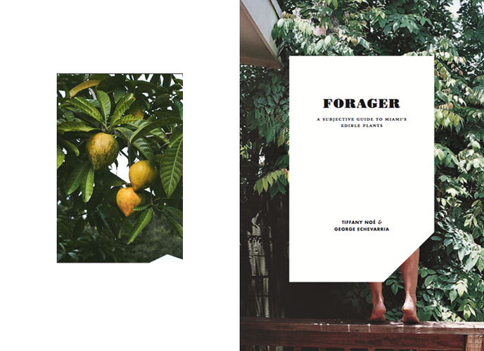 Forager: A Subjective Guide to Miami's Edible Plants by Tiffany Noe