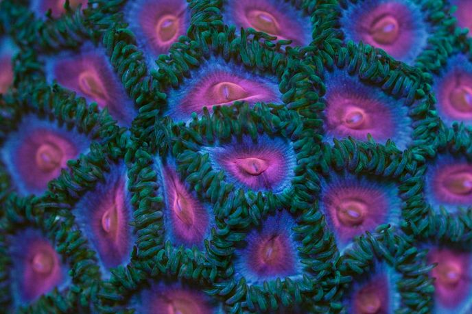 Coral Morphologic, Design Miami 2014