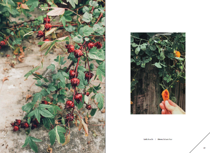 Forager: A Subjective Guide to Miami's Edible Plants by Tiffany Noe