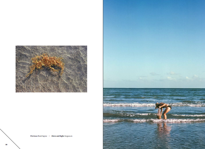 Forager: A Subjective Guide to Miami's Edible Plants by Tiffany Noe