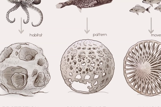 Coral3 sketches by Nell Bennett