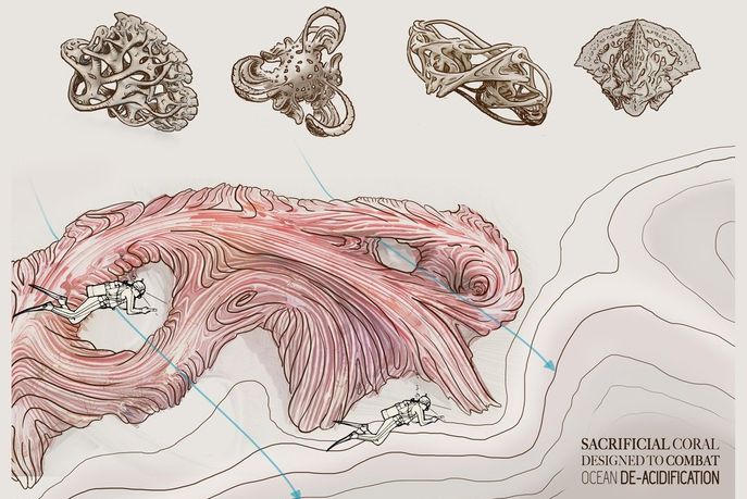 Coral3 sketches by Nell Bennet