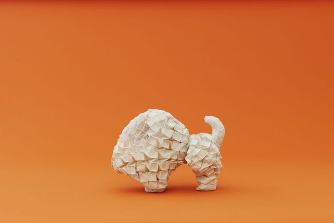 Architecture for Dogs